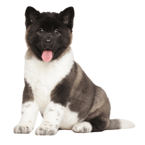 Akita puppie
